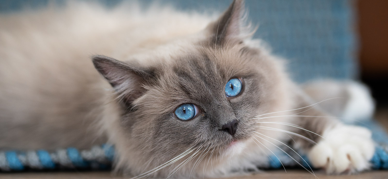 Ragdoll Cats Cattery
